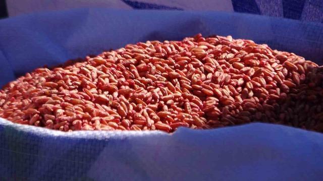 Minibüste Tarım Desteği: 3 yıl içinde 11 bin 322 ton tohum dağıtıldı