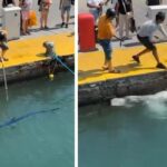 Bu kadarına da pes! Nesli tehlike altındaki balığı limanda zıpkınla vurdular