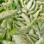 Göz Sağlığında Devrim: Retinayı Koruyan Güçlü Çözüm!