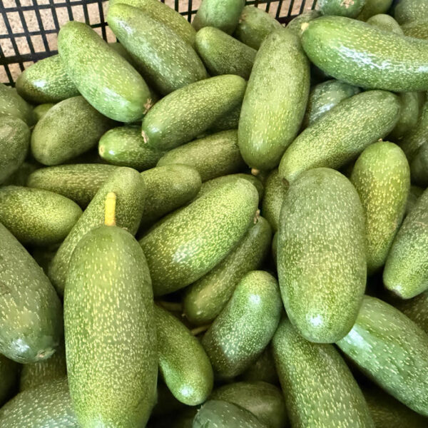 Antalya’nın Ürünleri Dünya Pazarında: Rekolte Beklentisi Rekor Kırıyor!