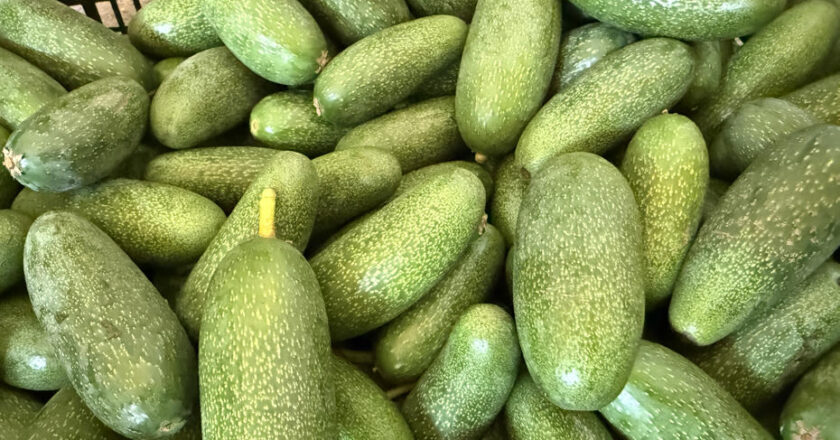 Antalya’nın Ürünleri Dünya Pazarında: Rekolte Beklentisi Rekor Kırıyor!