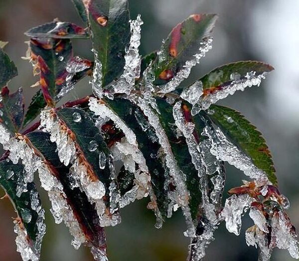 Tarım Üreticilerine 22,9 Milyar Lira Don Desteği Sağlandı